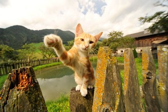 Appartamenti in agriturismo Moserhof