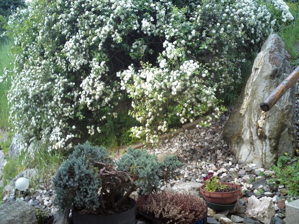 Foto vom Garten Rasen im Antholzertal