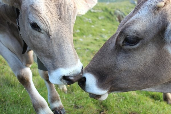 Foto degli animali
