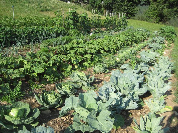 Photo of the garden Nova Levante / Welschnofen