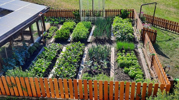 Foto vom Gemüsegarten