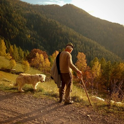 Foto degli animali