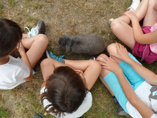 Foto degli animali