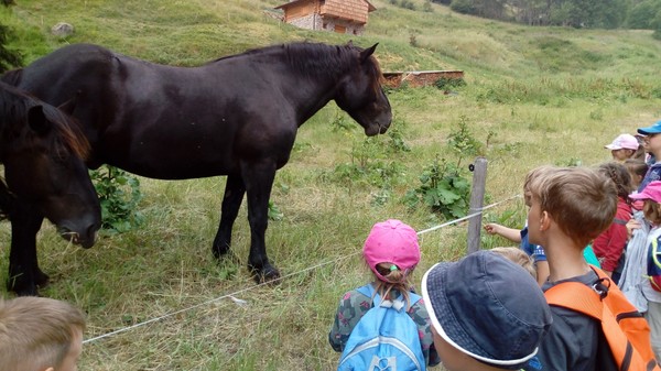 Foto degli animali