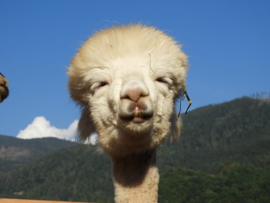 Foto degli animali