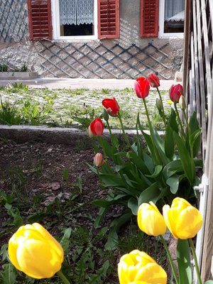 Foto vom Garten Tesero