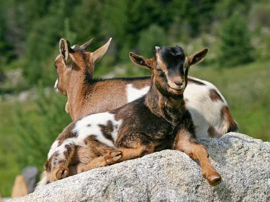 Photo of the animals