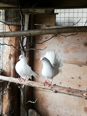 Photo of the animals