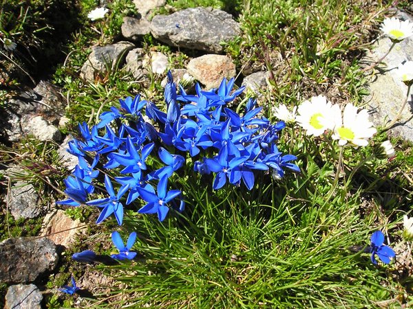 Foto del giardino Anterselva