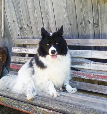 Photo of the animals