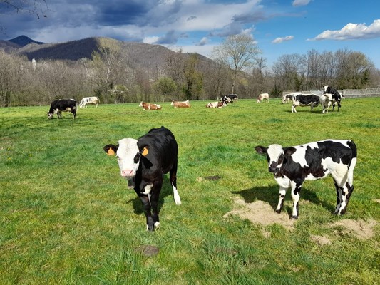Photo of the animals