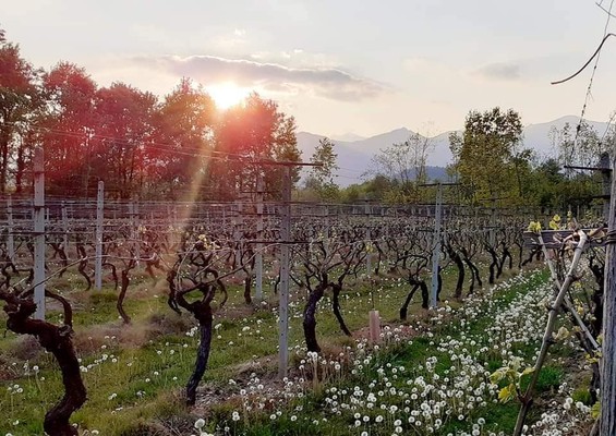 Foto vom Garten Levone (Alto Canavese)