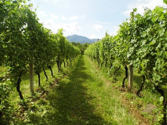 Foto vom Garten Levone (Alto Canavese)