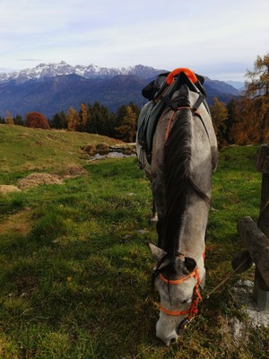 Aktivitäten Val di Sole und Val Rendena