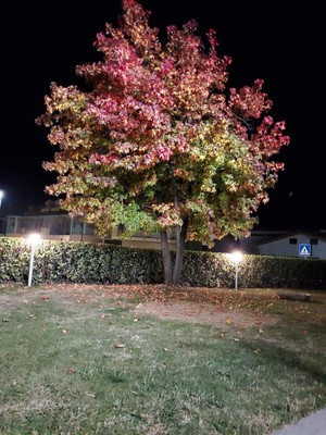 Photo of the garden Caraglio (Valle Grana)