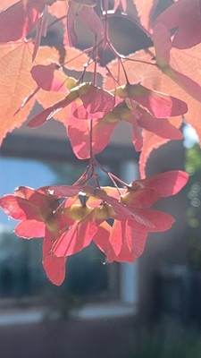 Foto einiger Details Locanda Ca' del Pian