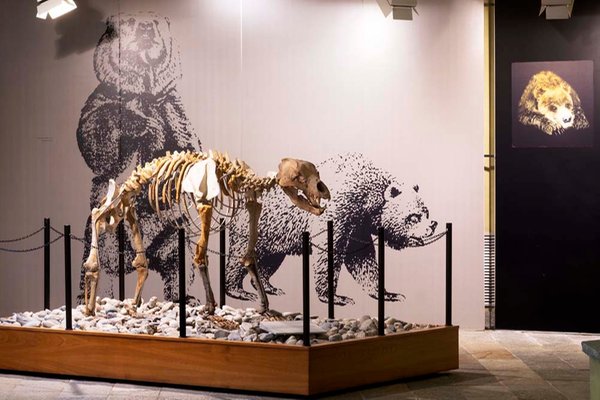 Foto di presentazione Museo di Archeologia e Paleontologia Carlo Conti