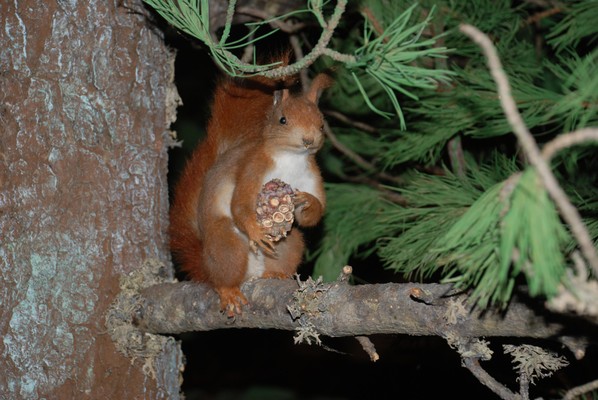 Tierfoto