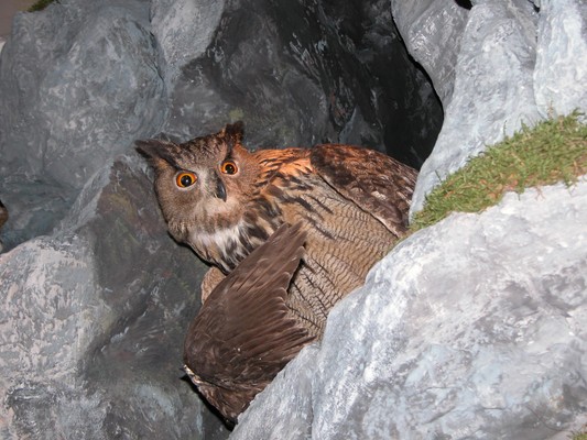 Tierfoto