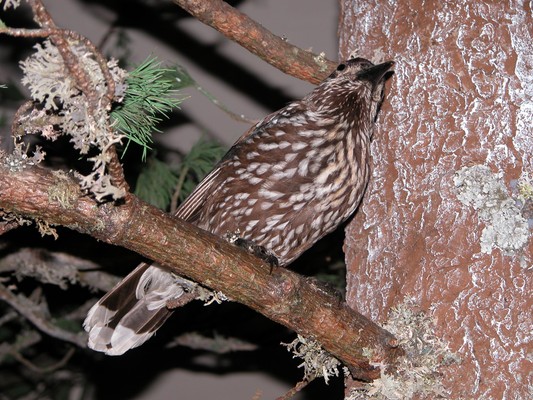 Tierfoto