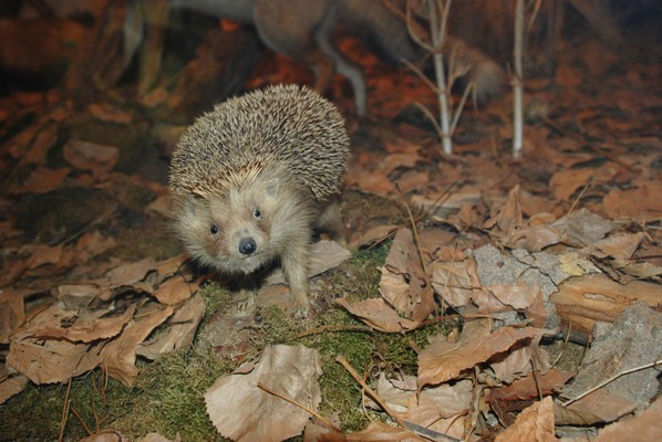Tierfoto