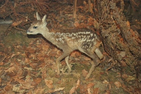 Tierfoto