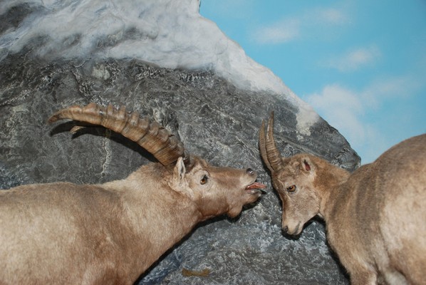 Tierfoto
