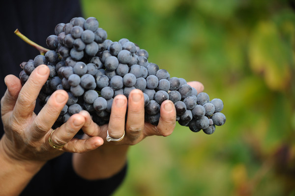 Photo of the vegetable garden