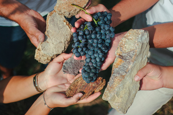 Photo of the vegetable garden