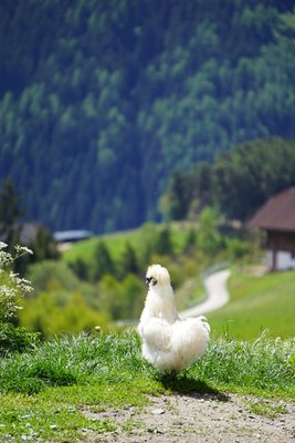 Photo of the animals
