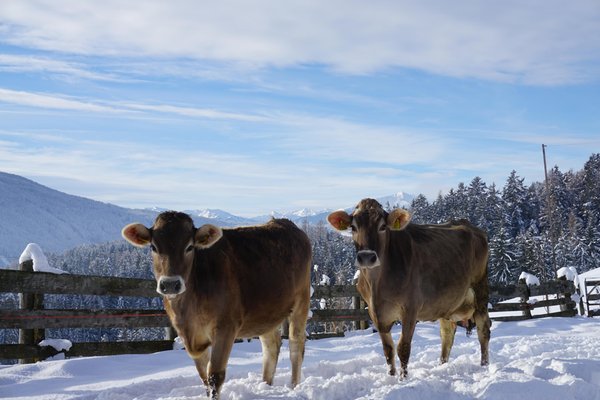 Photo of the animals