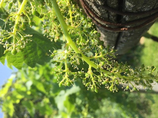 Foto einiger Details Edoardo Patrone