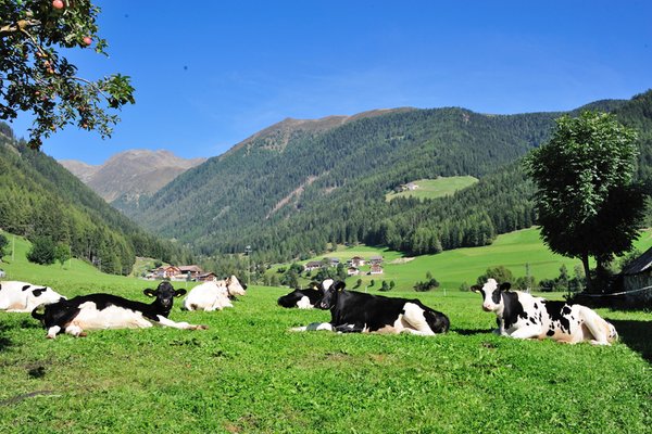 Foto degli animali