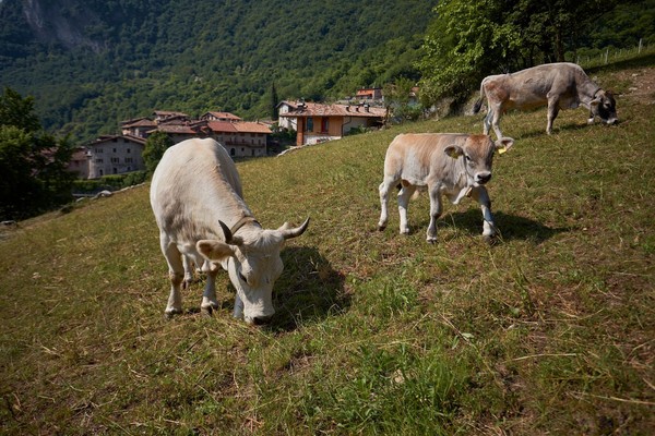 Tierfoto