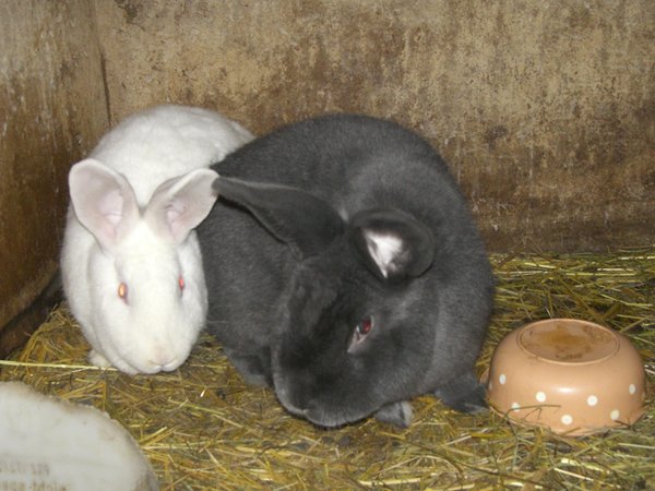 Foto degli animali