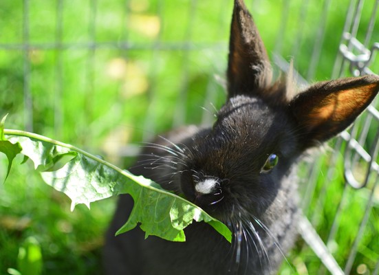 Photo of the animals