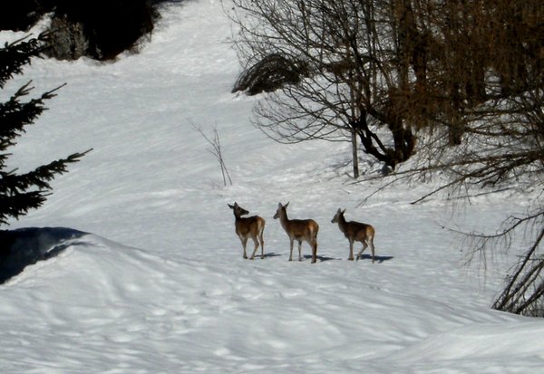 Panorama Bosco Verde (Marmolada)