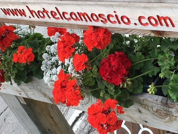 Foto di alcuni dettagli Camoscio