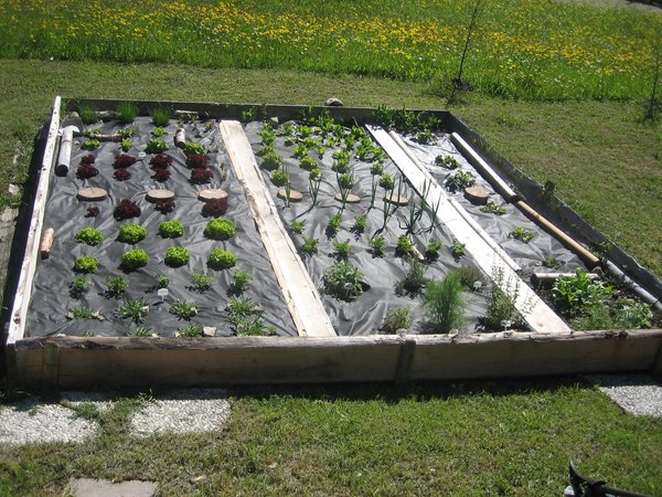 Photo of the vegetable garden
