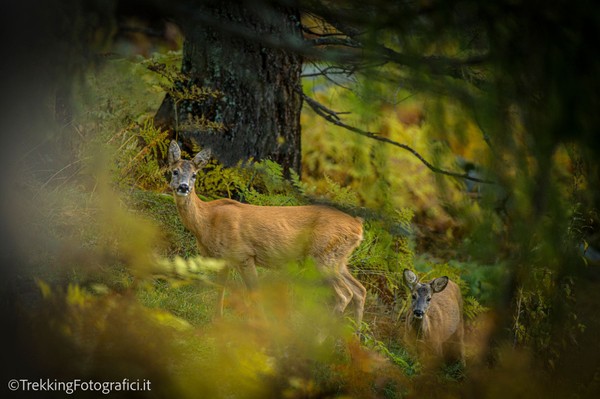 Foto degli animali