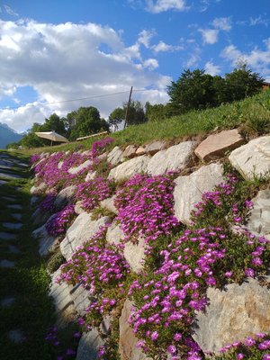 Foto del giardino Roisan (Gran San Bernardo)