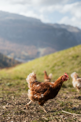 Foto degli animali