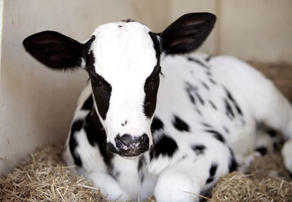 Tierfoto