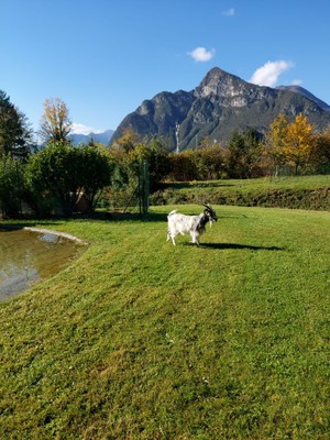 Photo exteriors Farm Chiasars