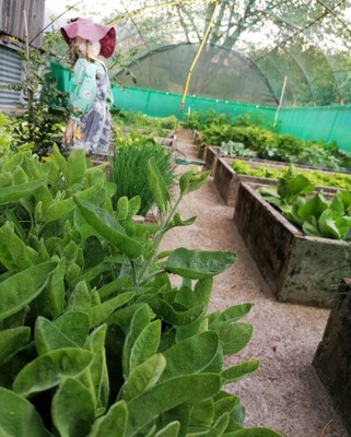 Photo of the vegetable garden