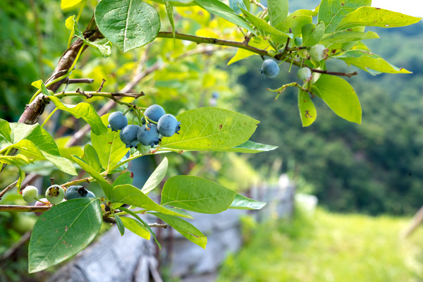Photo of the garden Pisogne