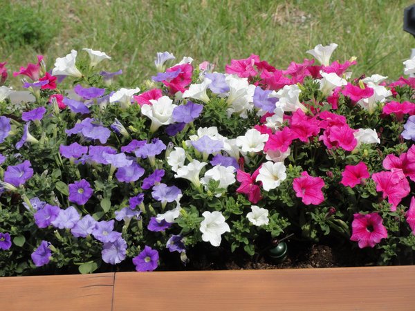 Bildergalerie Sommer