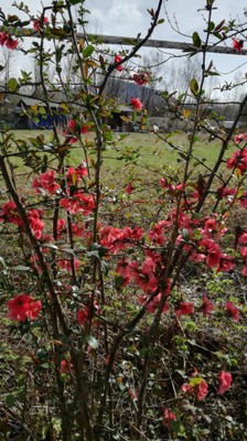 Foto del giardino Raveo