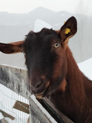 Tierfoto