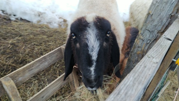 Tierfoto